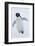 Adelie Penguin-Joe McDonald-Framed Photographic Print