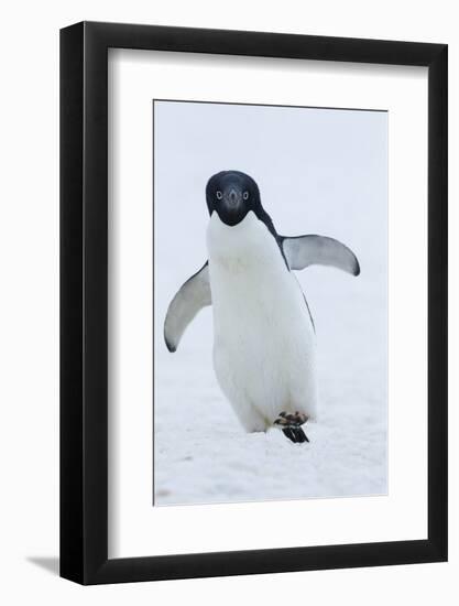 Adelie Penguin-Joe McDonald-Framed Photographic Print