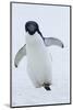 Adelie Penguin-Joe McDonald-Mounted Photographic Print