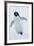 Adelie Penguin-Joe McDonald-Framed Photographic Print