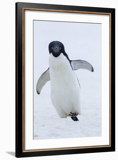 Adelie Penguin-Joe McDonald-Framed Photographic Print