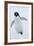 Adelie Penguin-Joe McDonald-Framed Photographic Print