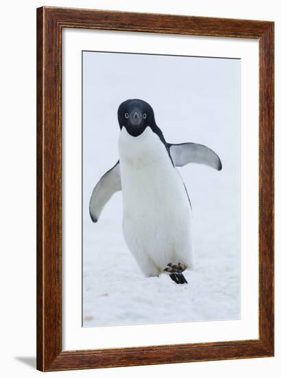 Adelie Penguin-Joe McDonald-Framed Photographic Print