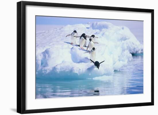 Adelie Penguin-DLILLC-Framed Photographic Print