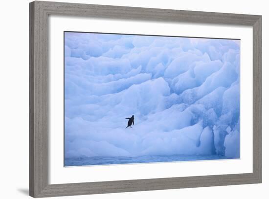 Adelie Penguin-DLILLC-Framed Photographic Print