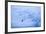 Adelie Penguin-DLILLC-Framed Photographic Print