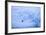 Adelie Penguin-DLILLC-Framed Photographic Print