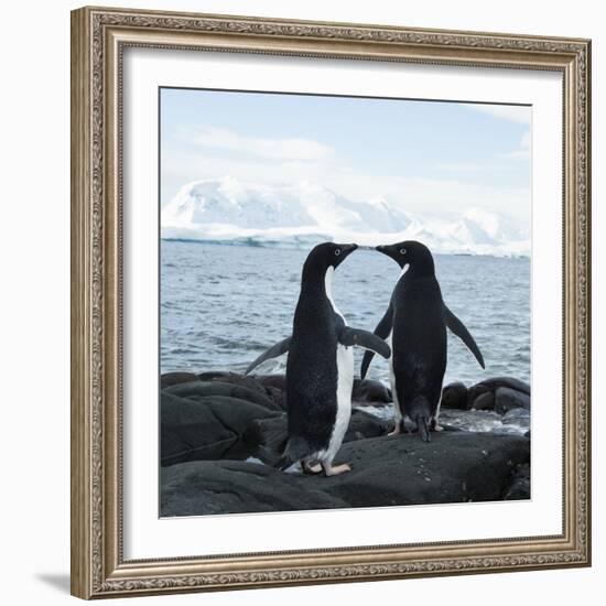 Adelie Penguin-Joe McDonald-Framed Photographic Print