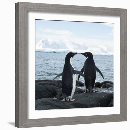 Adelie Penguin-Joe McDonald-Framed Photographic Print