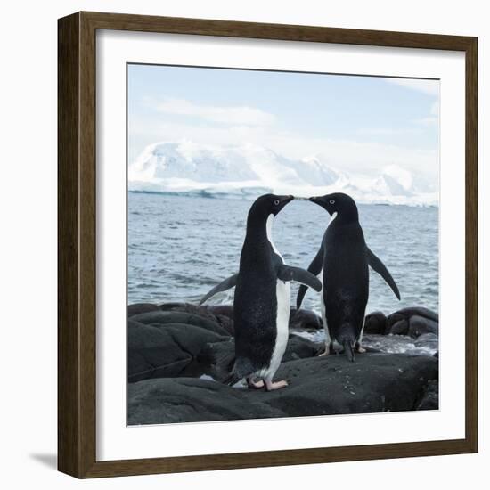 Adelie Penguin-Joe McDonald-Framed Photographic Print