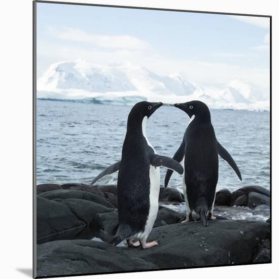 Adelie Penguin-Joe McDonald-Mounted Photographic Print