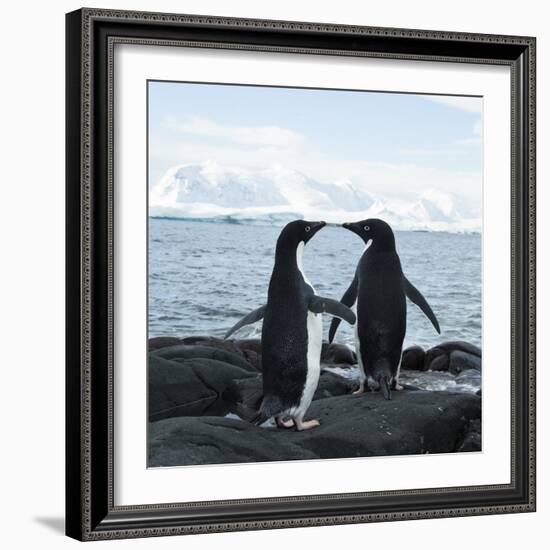 Adelie Penguin-Joe McDonald-Framed Photographic Print