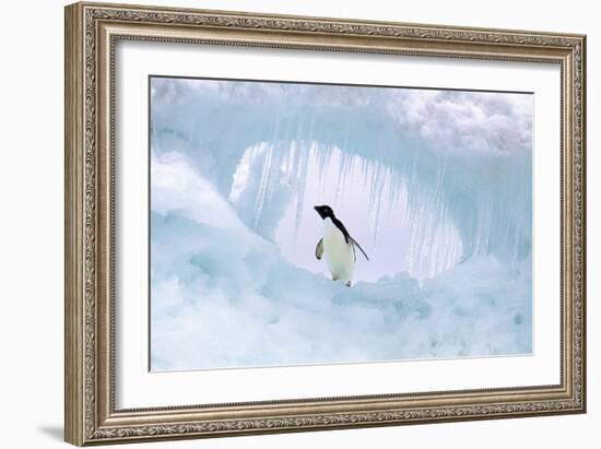 Adelie Penguin-null-Framed Photographic Print