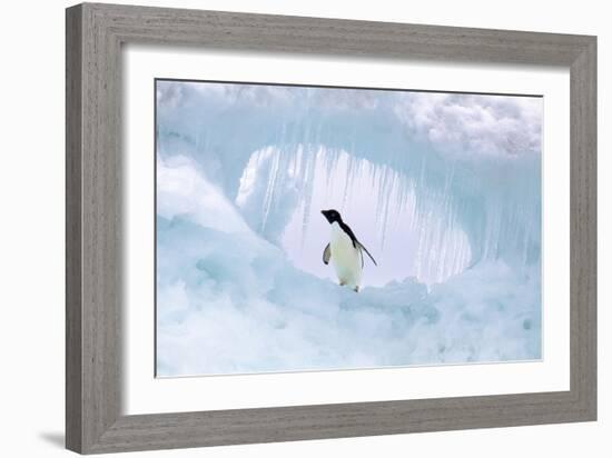 Adelie Penguin-null-Framed Photographic Print