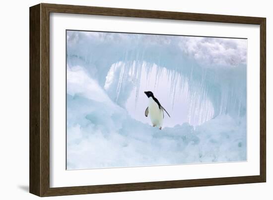 Adelie Penguin-null-Framed Photographic Print