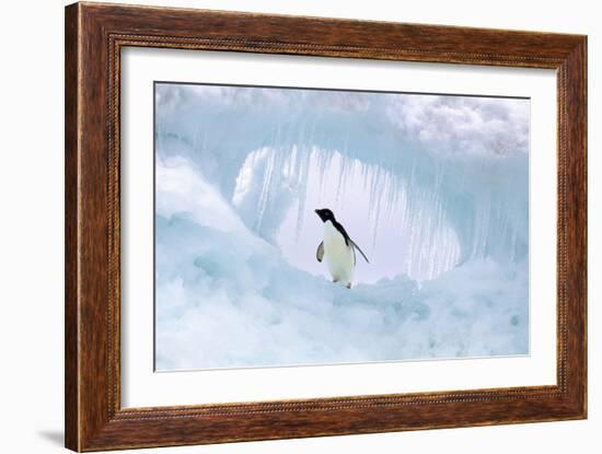 Adelie Penguin-null-Framed Photographic Print