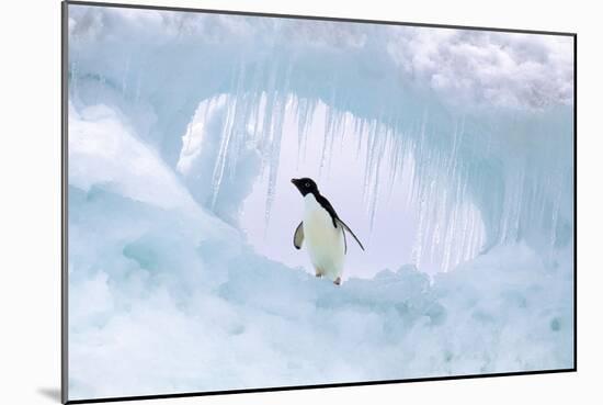 Adelie Penguin-null-Mounted Photographic Print