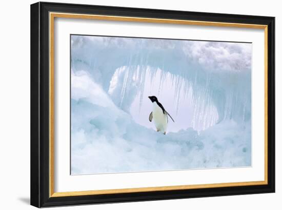 Adelie Penguin-null-Framed Photographic Print