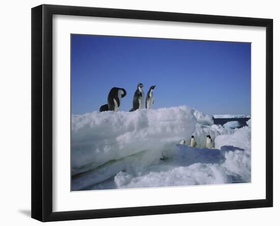 Adelie Penguins, Antarctica-Geoff Renner-Framed Photographic Print