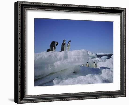 Adelie Penguins, Antarctica-Geoff Renner-Framed Photographic Print