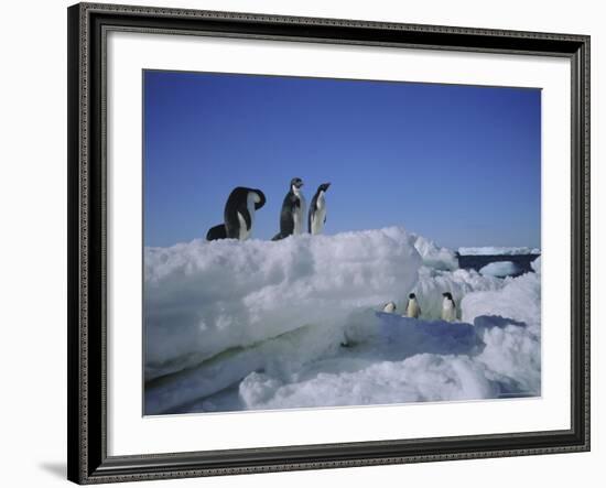 Adelie Penguins, Antarctica-Geoff Renner-Framed Photographic Print