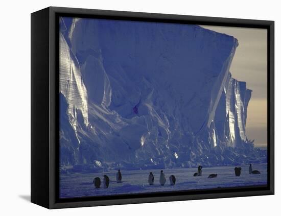 Adelie Penguins, Antarctica-Michael Rougier-Framed Premier Image Canvas