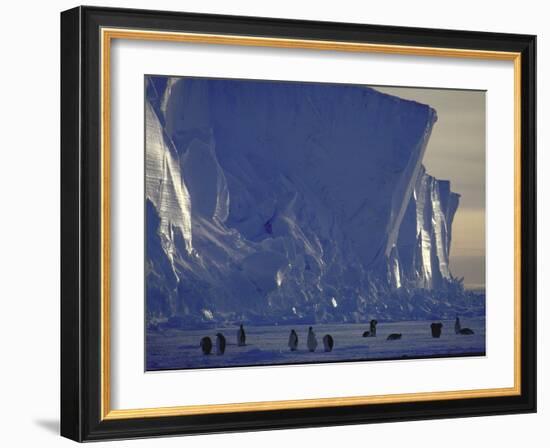 Adelie Penguins, Antarctica-Michael Rougier-Framed Photographic Print