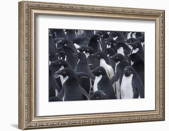 Adelie penguins, Antarctica-Art Wolfe-Framed Photographic Print