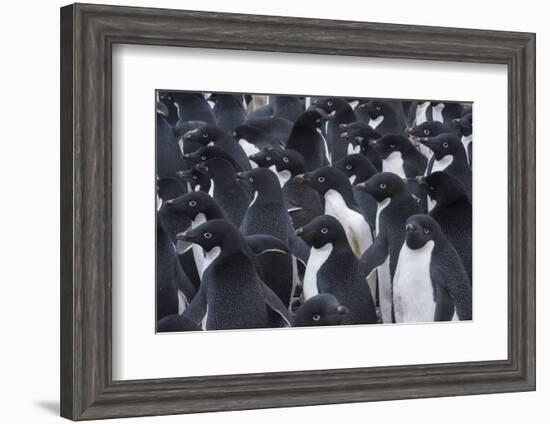 Adelie penguins, Antarctica-Art Wolfe-Framed Photographic Print