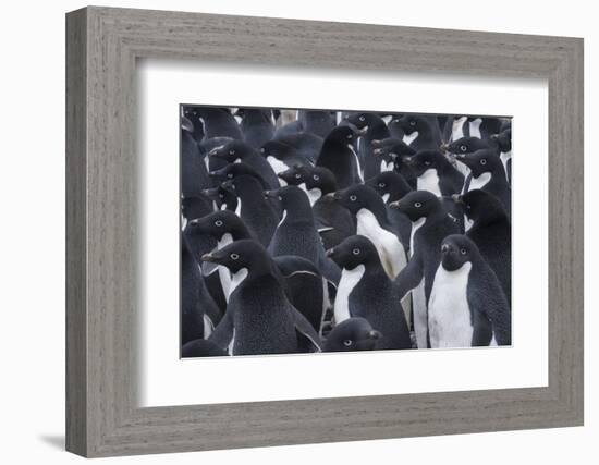 Adelie penguins, Antarctica-Art Wolfe-Framed Photographic Print