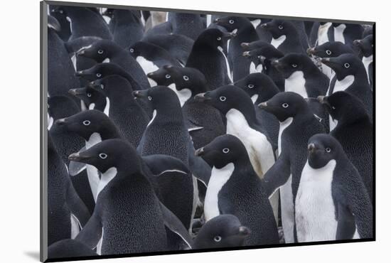 Adelie penguins, Antarctica-Art Wolfe-Mounted Photographic Print