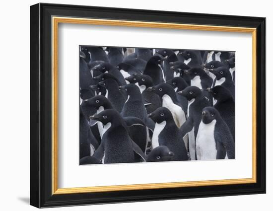 Adelie penguins, Antarctica-Art Wolfe-Framed Photographic Print