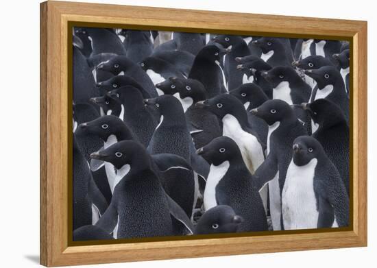 Adelie penguins, Antarctica-Art Wolfe-Framed Premier Image Canvas