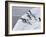 Adelie Penguins Balance on Iceberg, Antarctic Peninsula-Hugh Rose-Framed Photographic Print