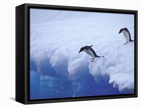 Adelie Penguins Dive from an Iceberg, Antarctica-Hugh Rose-Framed Premier Image Canvas