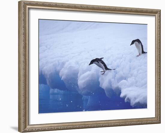 Adelie Penguins Dive from an Iceberg, Antarctica-Hugh Rose-Framed Photographic Print