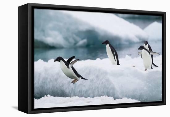 Adelie Penguins Diving off Ice-Joe McDonald-Framed Premier Image Canvas