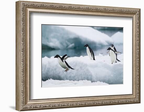 Adelie Penguins Diving off Ice-Joe McDonald-Framed Photographic Print