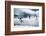 Adelie Penguins Diving off Ice-Joe McDonald-Framed Photographic Print