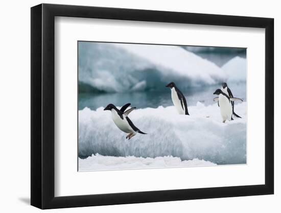 Adelie Penguins Diving off Ice-Joe McDonald-Framed Photographic Print