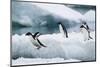 Adelie Penguins Diving off Ice-Joe McDonald-Mounted Photographic Print