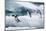 Adelie Penguins Diving off Ice-Joe McDonald-Mounted Photographic Print