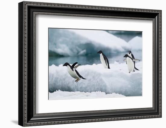 Adelie Penguins Diving off Ice-Joe McDonald-Framed Photographic Print