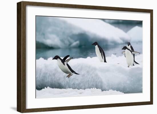 Adelie Penguins Diving off Ice-Joe McDonald-Framed Photographic Print