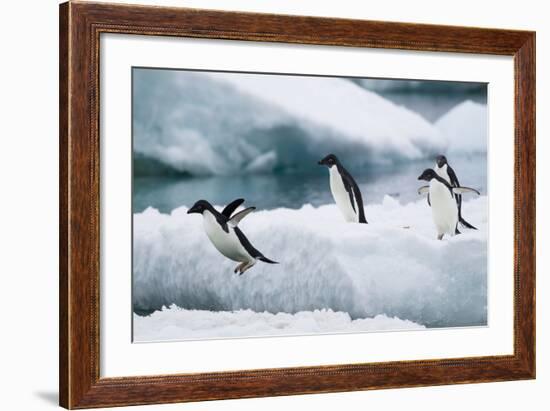 Adelie Penguins Diving off Ice-Joe McDonald-Framed Photographic Print