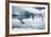 Adelie Penguins Diving off Ice-Joe McDonald-Framed Photographic Print