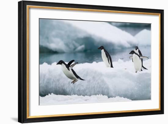 Adelie Penguins Diving off Ice-Joe McDonald-Framed Photographic Print