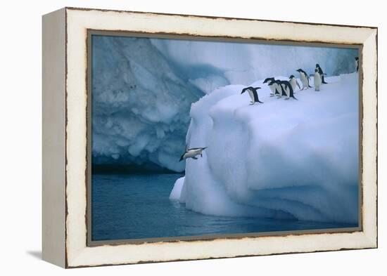 Adelie Penguins Jumping into Water-DLILLC-Framed Premier Image Canvas