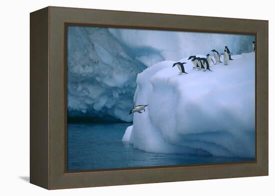 Adelie Penguins Jumping into Water-DLILLC-Framed Premier Image Canvas