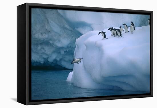 Adelie Penguins Jumping into Water-DLILLC-Framed Premier Image Canvas